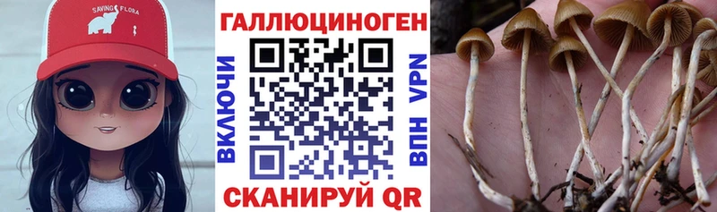 где можно купить наркотик  Отрадный  kraken ТОР  Галлюциногенные грибы Psilocybe 